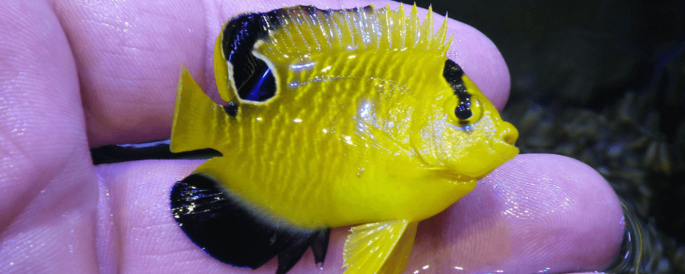 Yellow Fish